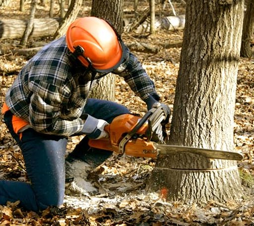 Tree Removal in Litchfield, MI